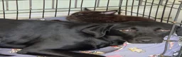 Maine Coon cats for sale: Male Black Maine Coon Kitten - Advert 7