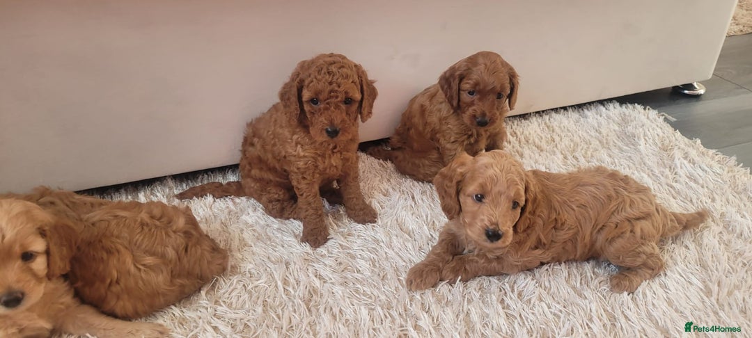 Cockapoo dogs for sale: 2nd generation cockapoo pups - Image 11