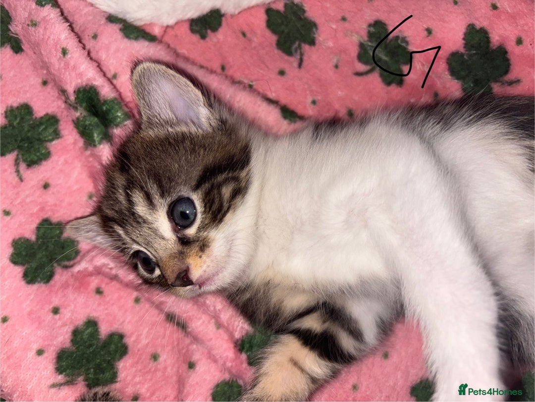 Mixed Breed cats for sale: 6 lovely mixed breed kittens  - Advert 6