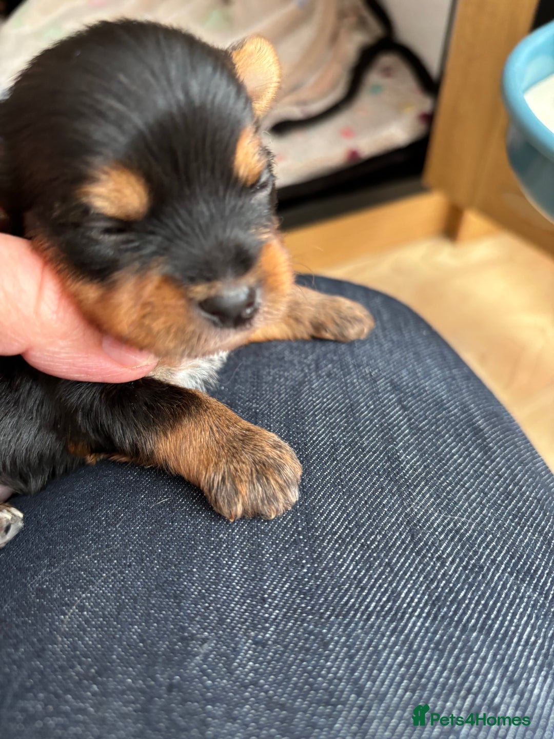 Yorkshire Terrier dogs for sale: Yorkshire terriers - Image 5