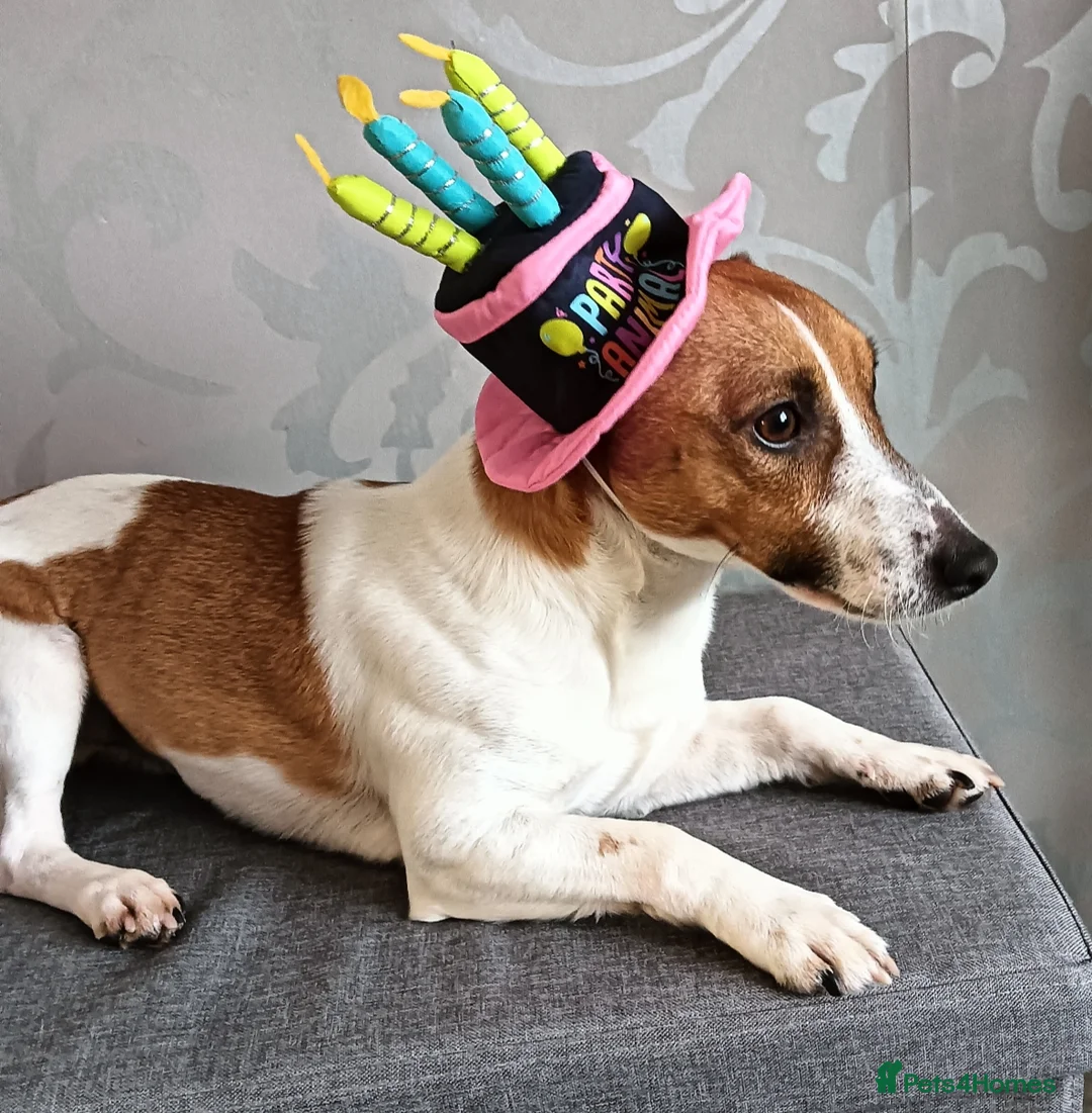 Jack Russell dogs for stud: Roby. - Advert 4