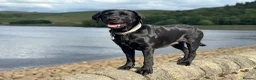 Labrador Retriever dogs for sale: KC Registered beautiful working labrador puppies in Oldham - Advert 3