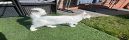 Maine Coon cats for sale: Mainecoon cat polydactyl male  - Advert 3
