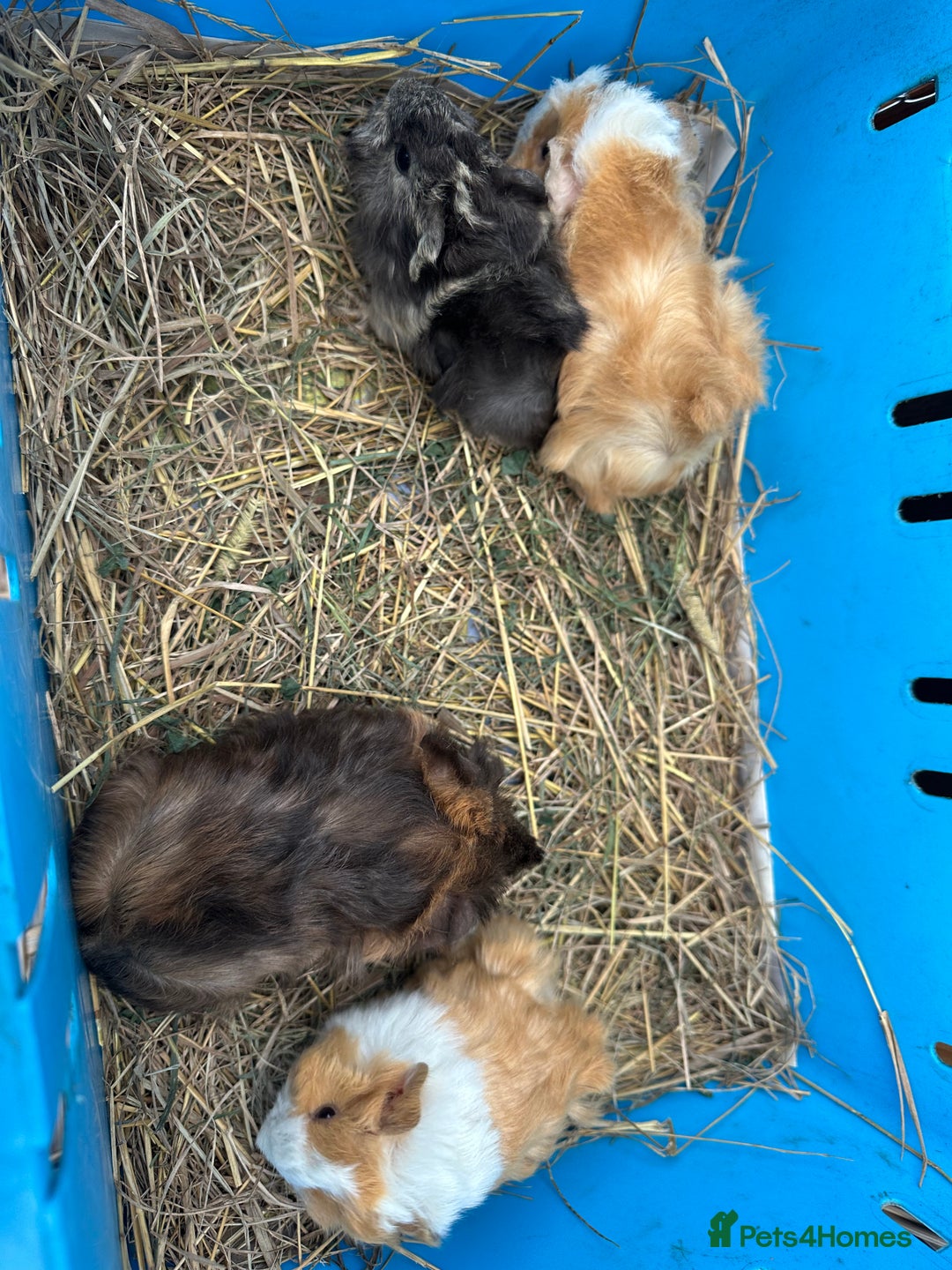 Guinea Pig rodents for sale: Lovely funky haired male guinea pigs. - Advert 5
