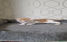 British Shorthair cats for sale: Gorgeous British Shorthair Kittens for SALE - Image 7