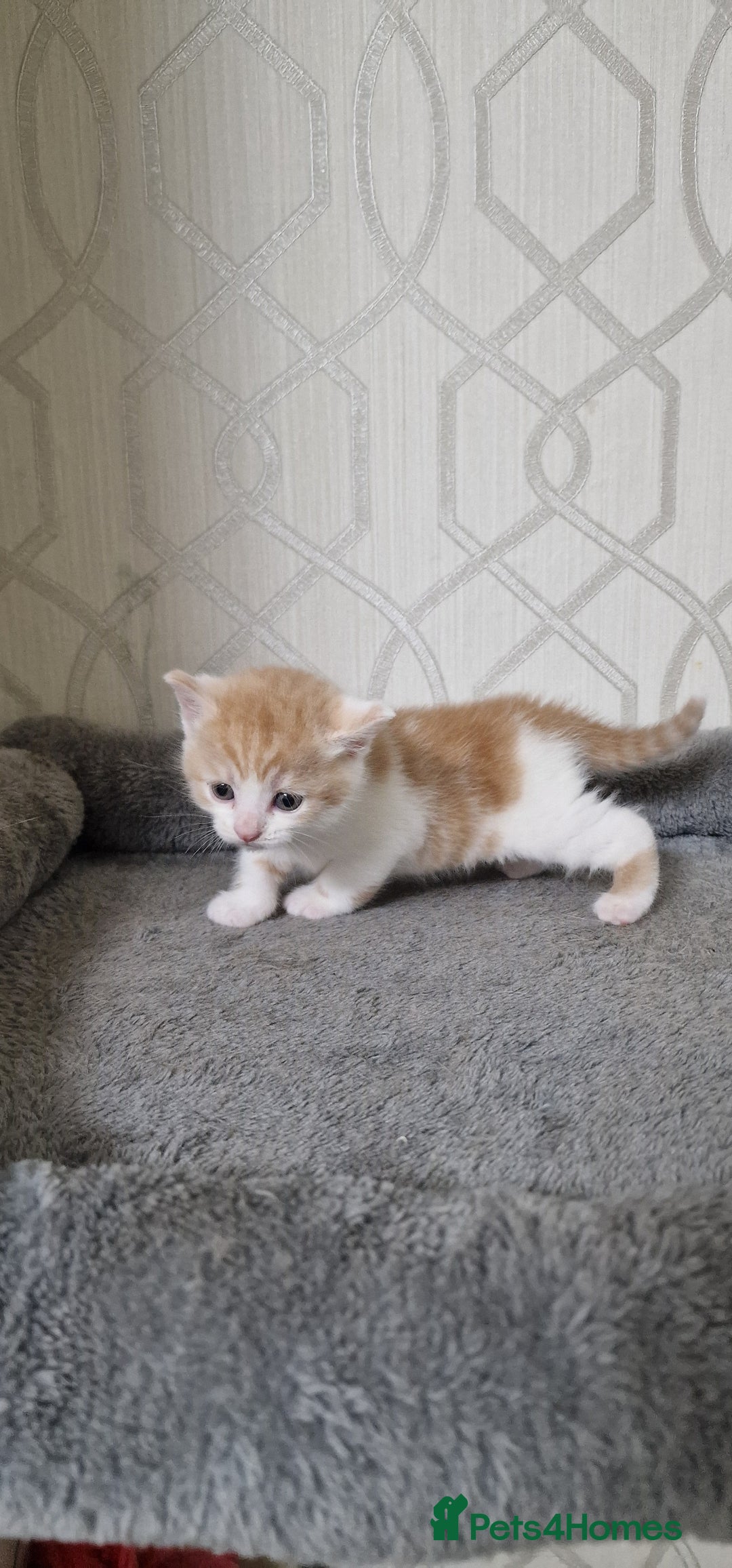 British Shorthair cats for sale: Gorgeous British Shorthair Kittens for SALE - Image 7