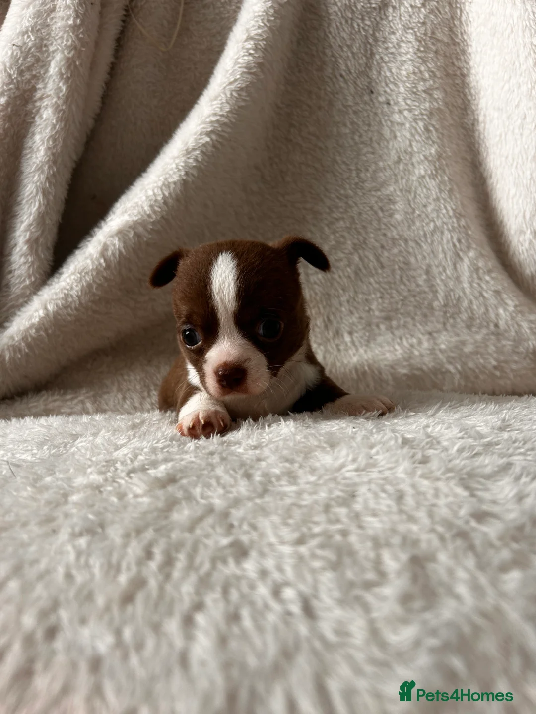 Chihuahua dogs for sale: Rare Merle Chihuahua Puppies Beautiful Litter of 8 - Advert 2