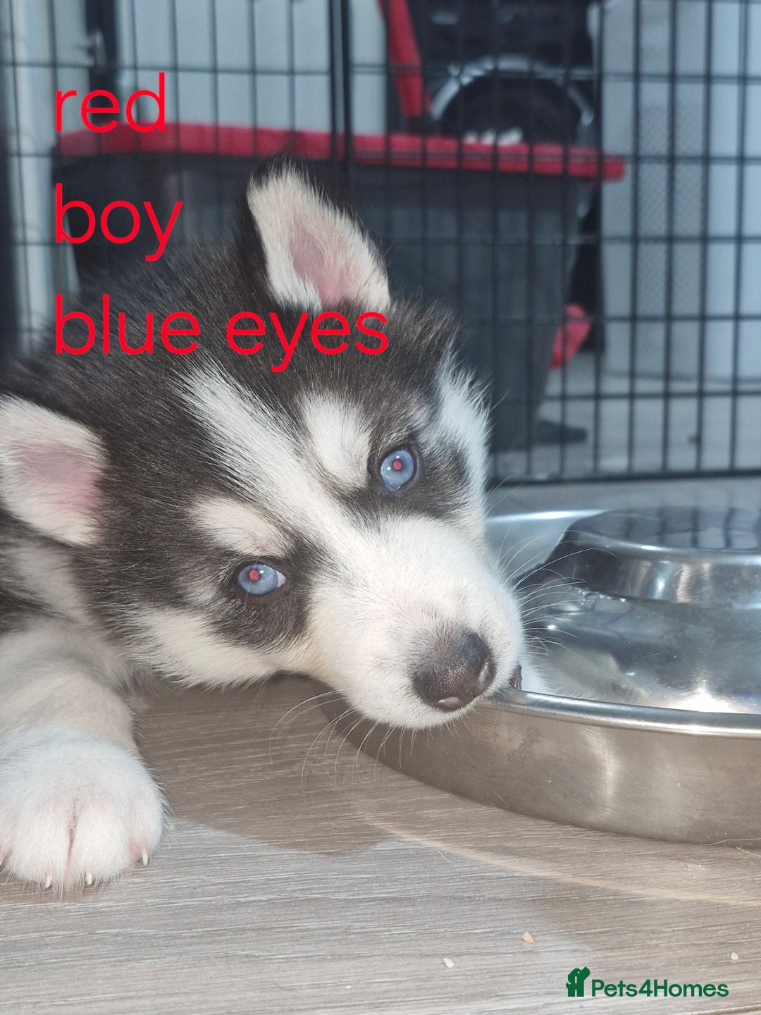 Siberian Husky dogs for sale: 8 husky pups - Advert 17