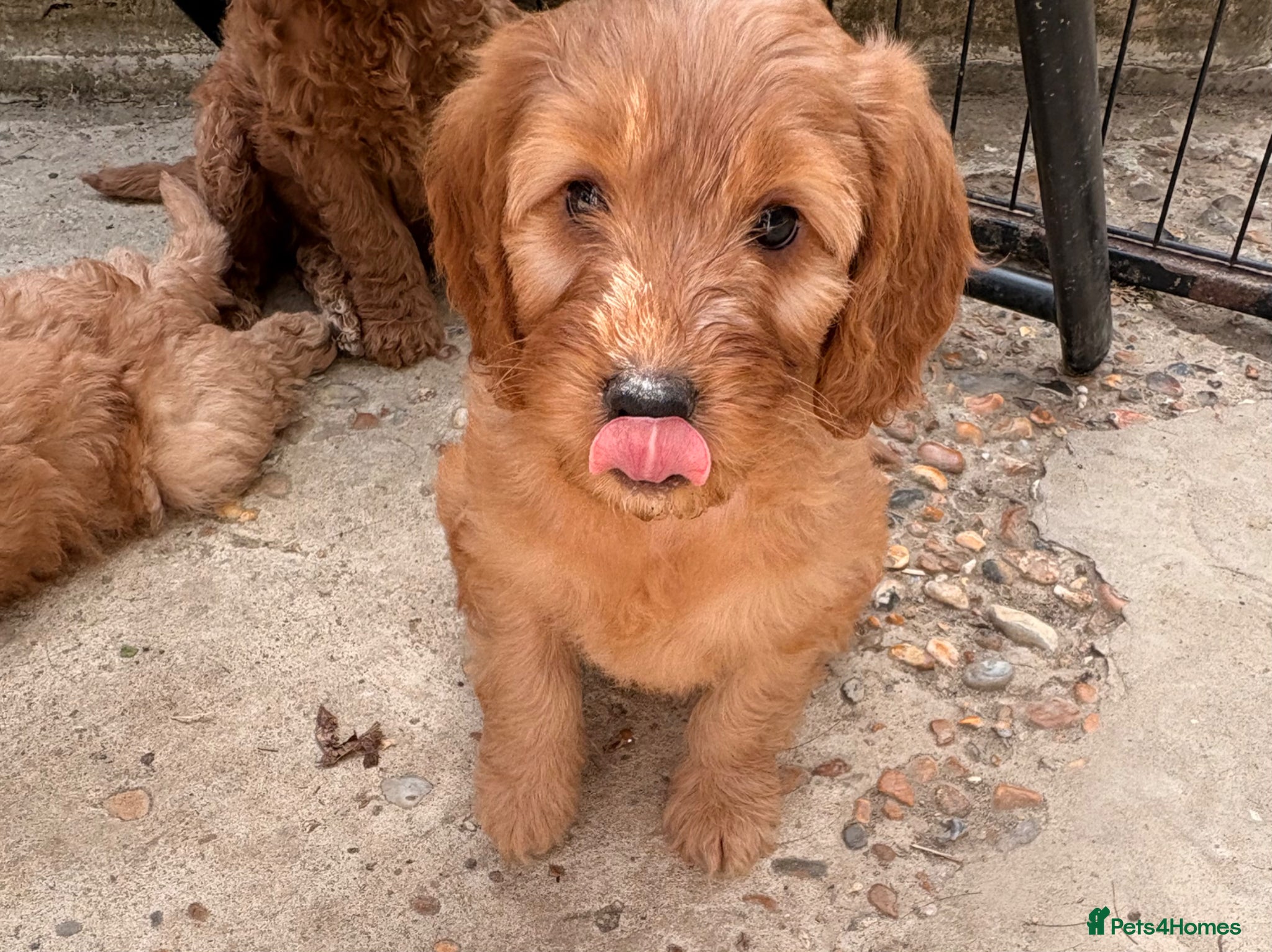 Cockapoo dogs  Red F2b cockapoos  - Advert 1