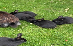 Mini Lion Lop rabbits for sale: 5 x baby x lops  - Image 4