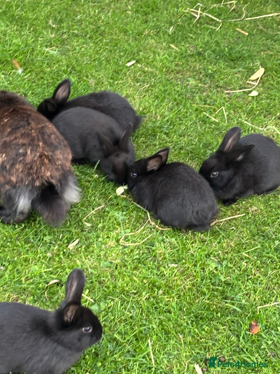 Mini Lion Lop rabbits for sale: 5 x baby x lops  - Image 4