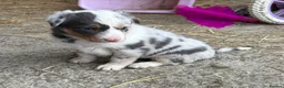 Mixed Breed dogs for sale: Gorgeous sheepdog puppies  - Advert 5