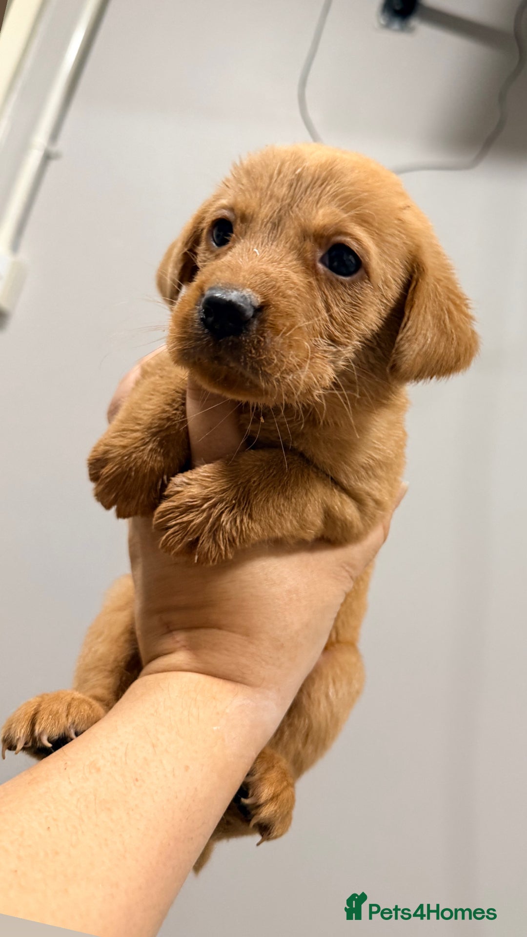 Labrador Retriever dogs for sale: Beautiful, fox red labradors - Advert 18