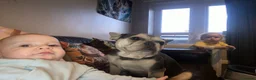 French Bulldog dogs for sale: Lovely Lola  - Advert 2