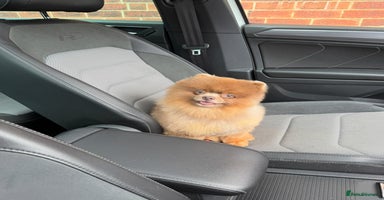 Pomeranian dogs - Advert 11