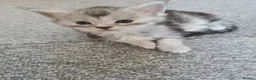 Maine Coon cats for sale: Full pedigree maine coon kittens  - Advert 9