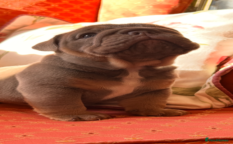 English Bulldog dogs - Advert 1