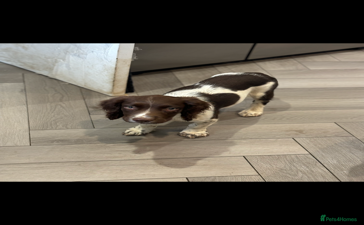 English Springer Spaniel dogs - Advert 2