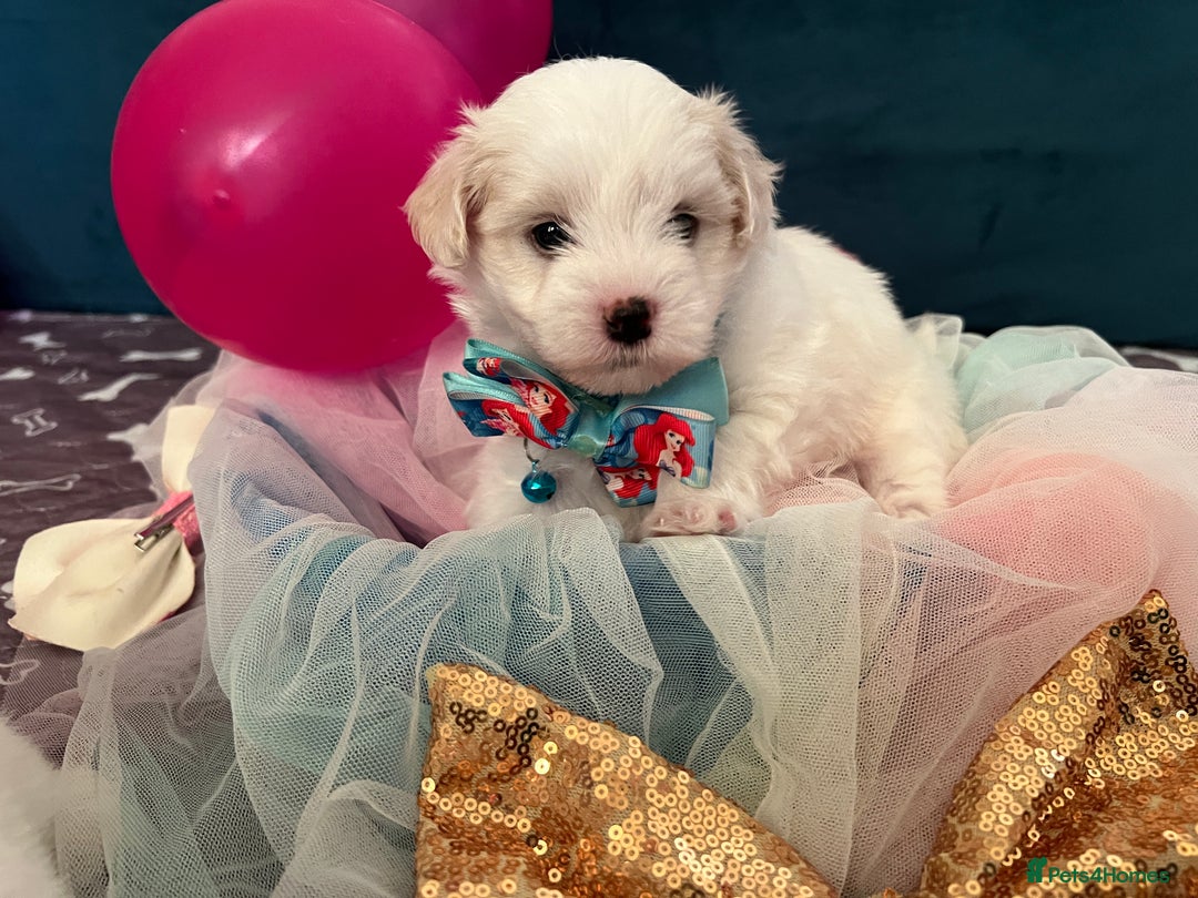 Bichon Frise dogs for sale: Bichon Frise  - Image 7