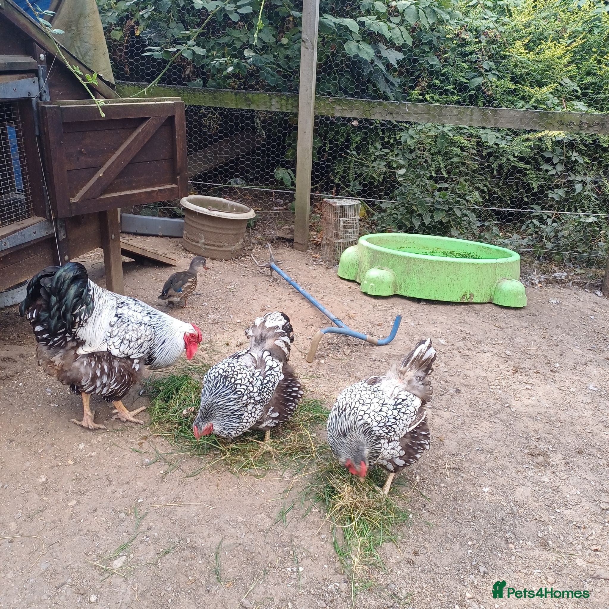 Chickens poultry Chickens, Ducks & Baby Chicks for Sale! 🐔🦆🐥   - Advert 2