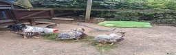 Chickens poultry for sale: Chickens, Ducks & Baby Chicks for Sale! 🐔🦆🐥   - Advert 2