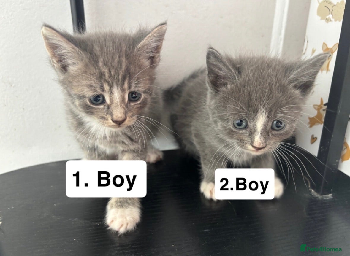 Mixed Breed cats Cats for sale  - Advert 2