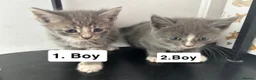 Mixed Breed cats for sale: Cats for sale  in Birmingham - Advert 1