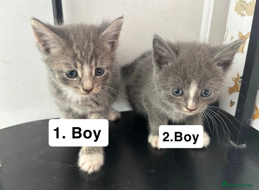 Mixed Breed cats for sale: Cats for sale  in Birmingham - Advert 1