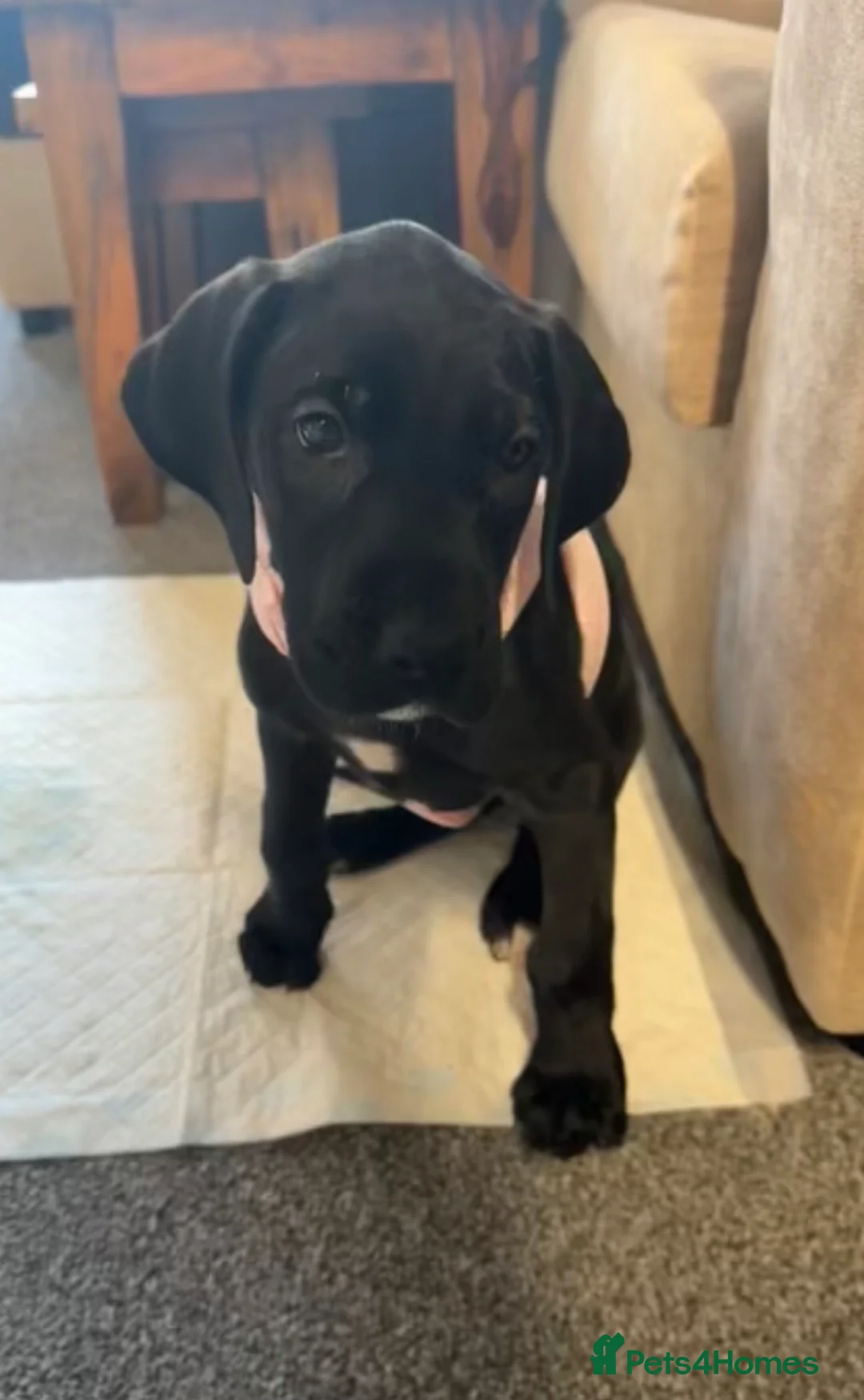 Great Dane dogs for sale: Great dane female - Advert 1