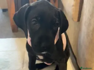 Great Dane dogs Great dane female - Advert 1