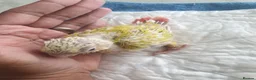 Conures birds for sale: hand reared baby suncheek conures  - Advert 6