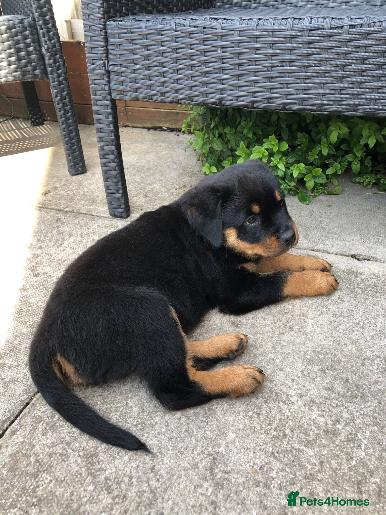 Rottweiler dogs Stunning chunky Rottie puppies - 3 boys remaining - Advert 1
