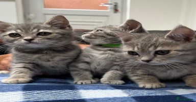 British Shorthair cats - Advert 5