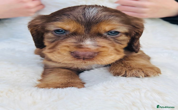 Cocker Spaniel dogs - Advert 6