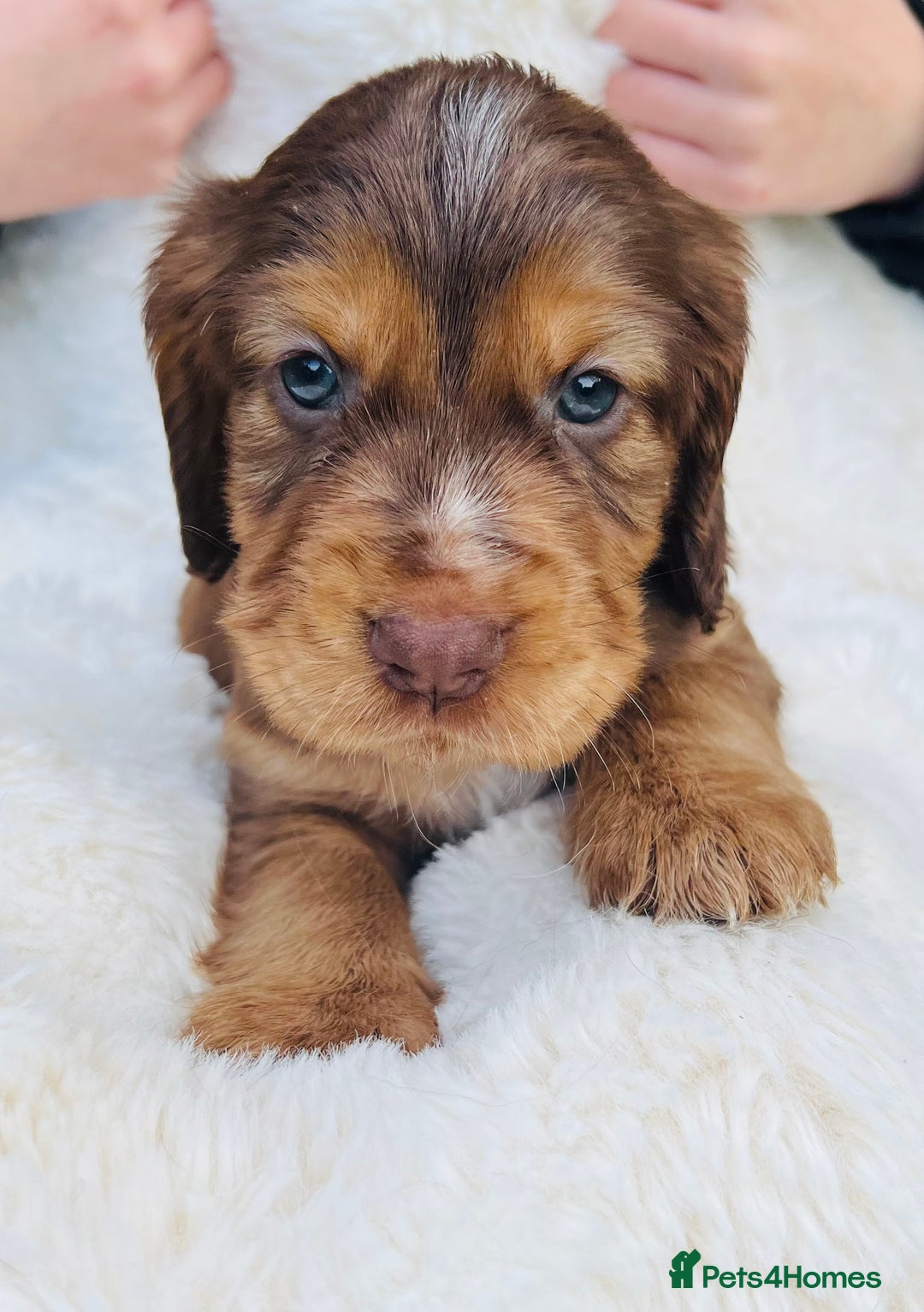 Cocker Spaniel dogs for sale: Gorgeous show type cocker spaniels - Image 1