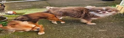 Chihuahua dogs for stud: KC Registered Lilac Stud boy - Advert 13