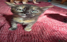 Mixed Breed cats for sale: Beautiful kittens  - Image 28