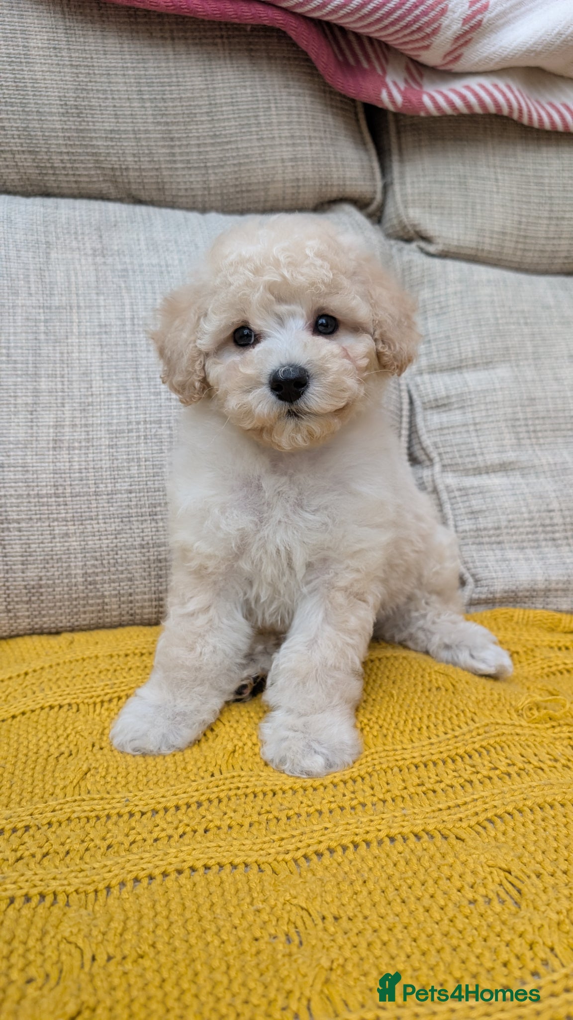 Poochon dogs F1 Toy Poochons Puppies - 1 BOY - Advert 6