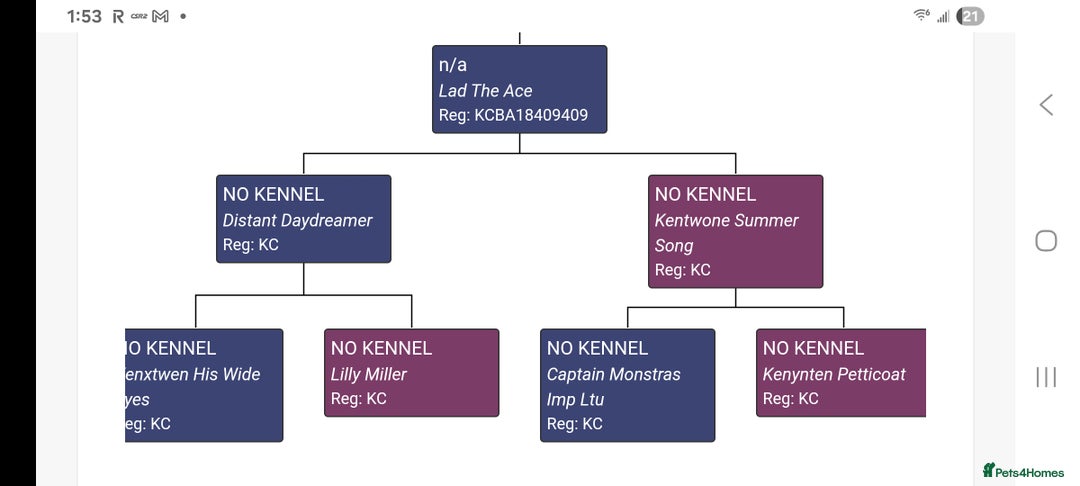 French Bulldog dogs for sale: Last girl top right still avaliable  - Advert 3