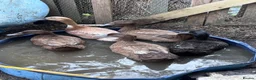 Ducks poultry for sale: 5 khaki Campbell ducks  in Letchworth Garden City - Advert 1