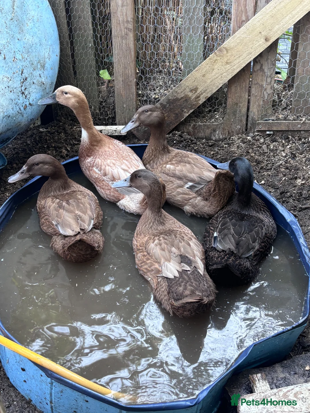 Ducks poultry for sale: 5 khaki Campbell ducks  in Letchworth Garden City - Advert 1