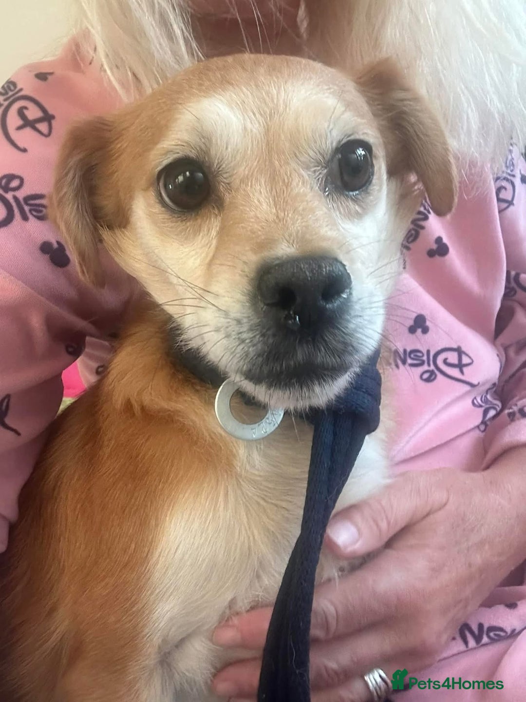 Mixed Breed dogs for adoption: Geoffrey - Kings Lynn Norfolk  - Image 2