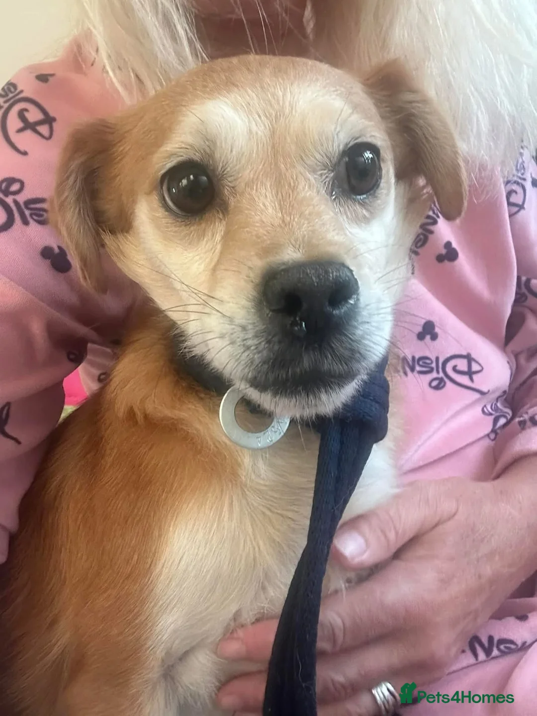 Mixed Breed dogs for adoption: Geoffrey - Kings Lynn Norfolk  - Advert 2