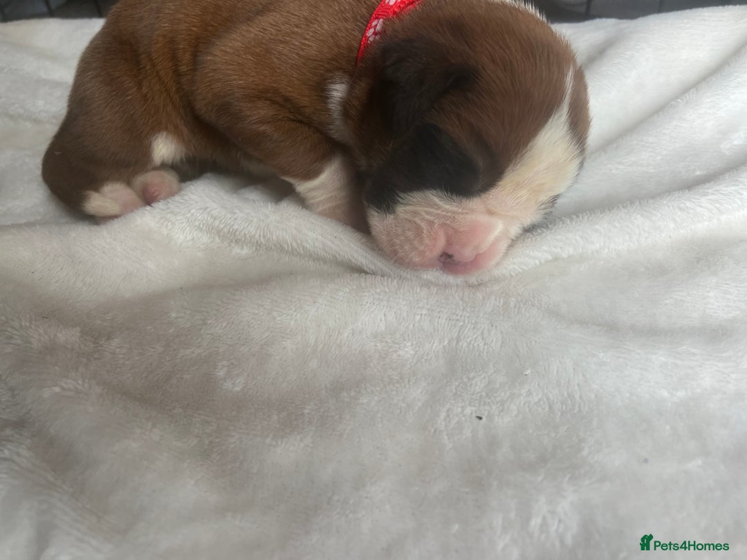 Boxer dogs for sale: Stunning Kc Boxer Puppies - Image 3