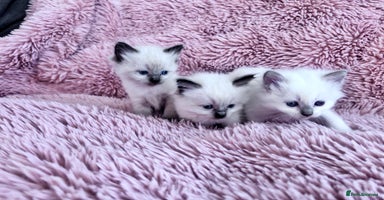 Ragdoll cats - Advert 1
