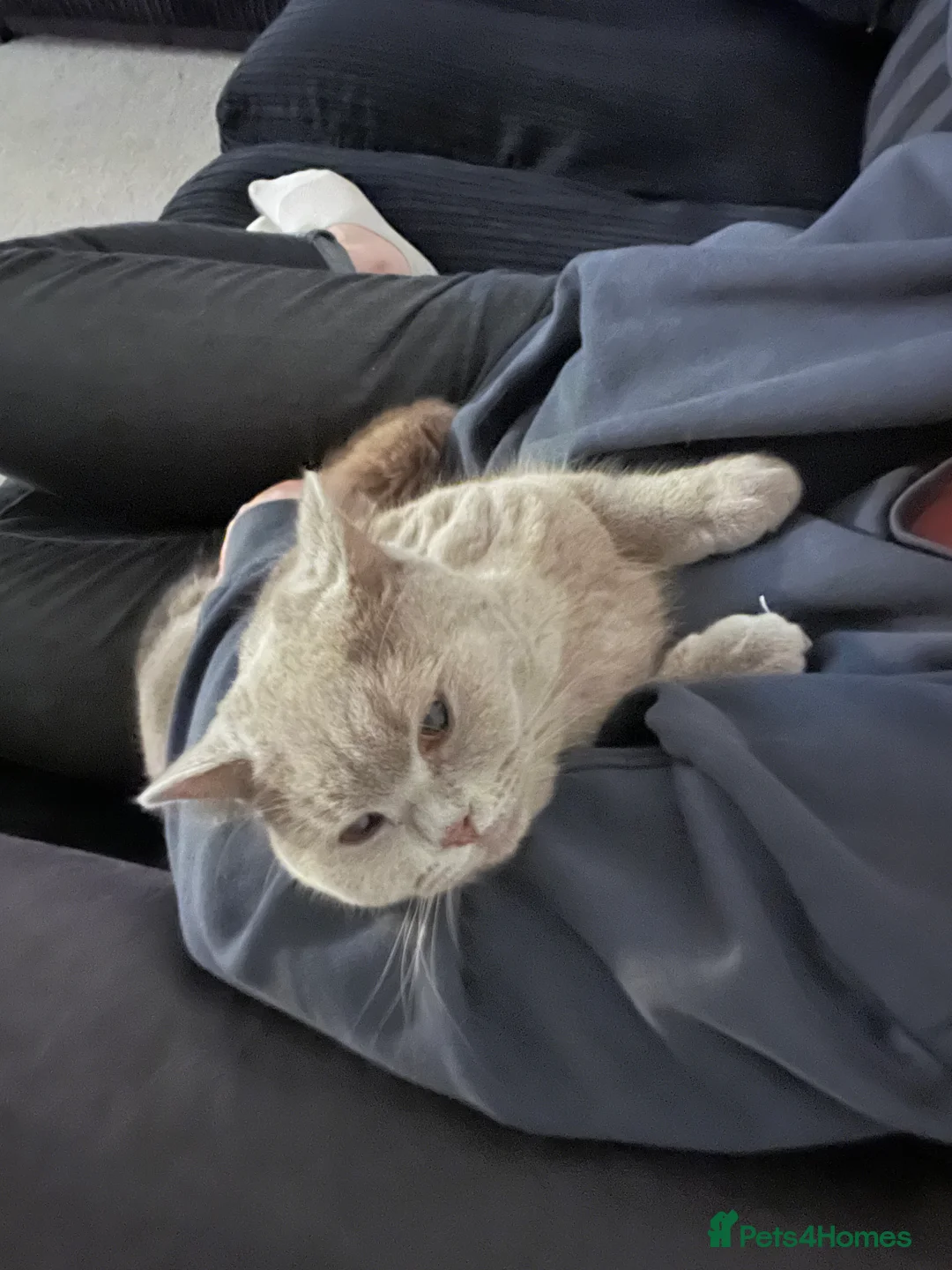 British Shorthair cats for sale: Beautiful neutered female cat - Advert 5