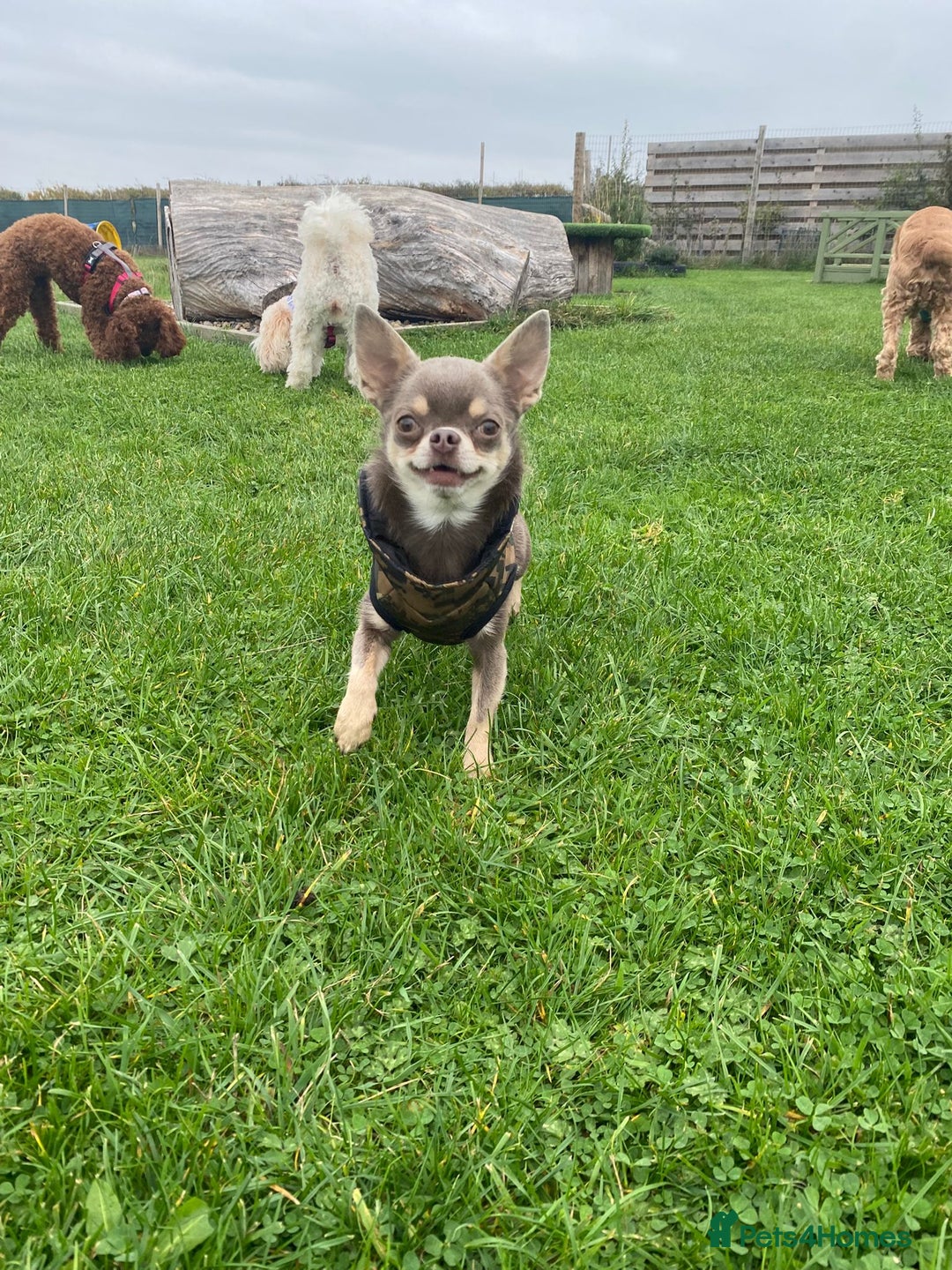 Chihuahua dogs for stud: Tiny Lilac Boy  - Advert 3