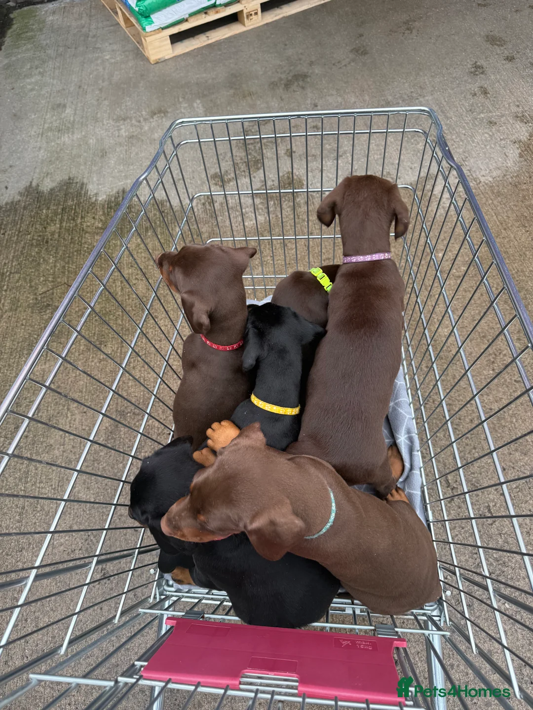 Dobermann dogs for sale: OUTSTANDING FULL EUROPEAN DOBERMAN - Advert 13