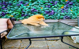 Chow Chow dogs for sale: Chow chow - Image 8