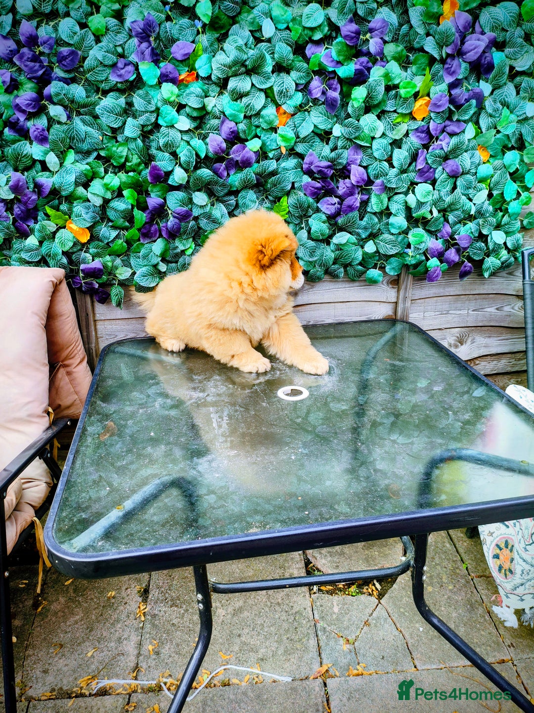 Chow Chow dogs for sale: Chow chow - Image 8